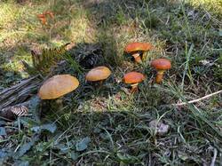 IMG_6630.jpeg