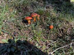 IMG_6631.jpeg