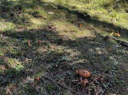 IMG_6632.jpeg