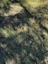 IMG_6634.jpeg