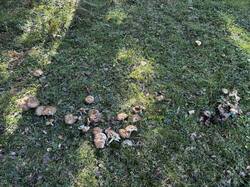 IMG_6653.jpeg
