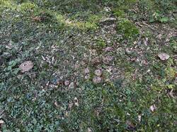 IMG_6655.jpeg