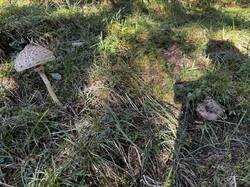 IMG_6663.jpeg