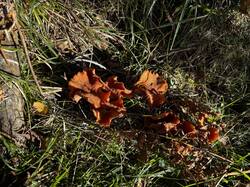 IMG_6671.jpeg