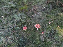 IMG_6676.jpeg