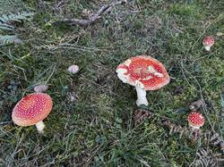 IMG_6677.jpeg