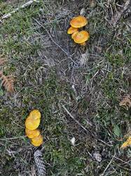 IMG_6683.jpeg