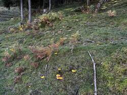 IMG_6685.jpeg