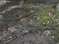 IMG_6686.jpeg