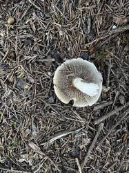 IMG_6690.jpeg
