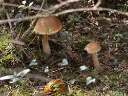 IMG_6717.jpeg