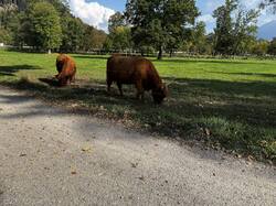 IMG_6733.jpeg