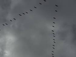 IMG_6829.jpeg