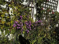 IMG_6909.jpeg