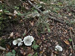 IMG_6933.jpeg