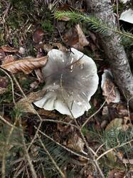 IMG_6934.jpeg