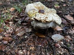 IMG_6945.jpeg