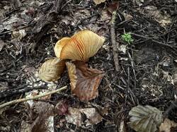 IMG_6947.jpeg