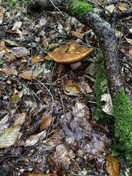IMG_6954.jpeg