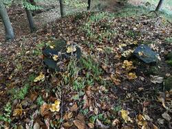 IMG_6955.jpeg