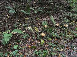 IMG_6959.jpeg