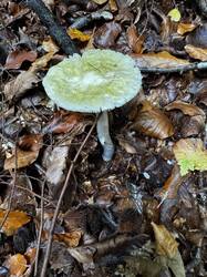 IMG_6962.jpeg