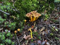 IMG_6975.jpeg