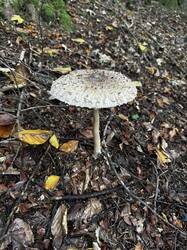 IMG_6977.jpeg