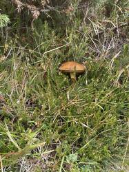 IMG_7775.thumb.jpg.6d4b0faa7ad7ea4a210c38b62917d50a.jpg