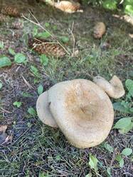 IMG_7903.thumb.jpg.63539233a49c69acef57b9a532de40d5.jpg