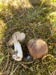 IMG_7904.thumb.jpg.0a52b4f586b755b8e2dd6d3fff1cbcfc.jpg
