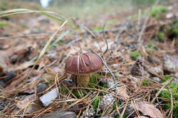 IMG_8757.thumb.JPG.1623414b43db29a9af7e7ffc5473b53c.JPG