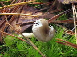 IMG_8834.thumb.JPG.6be972c030a10ab025585411cc97004a.JPG