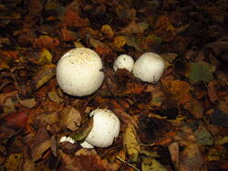 IMG_9262.thumb.JPG.1ccc507686fcf618917101ab9cfa4c67.JPG