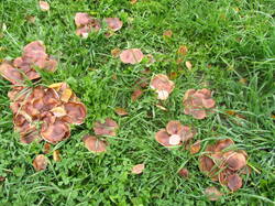 IMG_9265.thumb.JPG.24db3097a96709fd00db3157e4bb605b.JPG