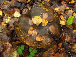 IMG_9306.thumb.JPG.ca79702dc218771fc331add4e1bb99f5.JPG