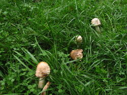 IMG_9322.thumb.JPG.30aee24eecce906178599d6911e10e45.JPG