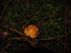 IMG_9415.thumb.JPG.ebf12dc0c54426976bfe745a2ca2f2bc.JPG