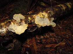 IMG_9422.thumb.JPG.6c5152c14e21cb6bc55ec4d3ea7756ea.JPG
