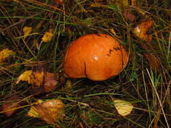 IMG_9429.thumb.JPG.73cff7d8594db48cad9f67ea899bb12e.JPG