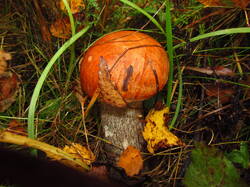 IMG_9431.thumb.JPG.032b6776cefa2cb7a154fe5ff9b75789.JPG