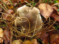 IMG_9437.thumb.JPG.12efcbae1386bb9377878a2adf8b94fe.JPG