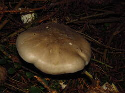 IMG_9589.thumb.JPG.ebdb0e0e9ca9fd1c590ff7f45b9b1e91.JPG
