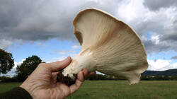 Leucopaxillus_giganteus_AWP_2024_1001.thumb.JPG.04952eb646fb91a2ed31f8eb68887a0c.JPG