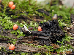 Lycogala_sphaeroconicum_AYV_20240817_01.jpg