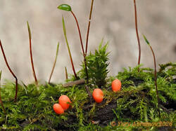 Lycogala_sphaeroconicum_AYV_20240817_02.jpg