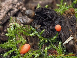 Lycogala_sphaeroconicum_AYV_20240817_03.jpg