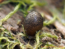 Lycogala_sphaeroconicum_AYV_20240915.jpg