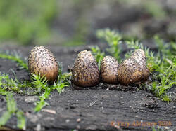 Lycogala_sphaeroconicum_AYV_20260901.jpg