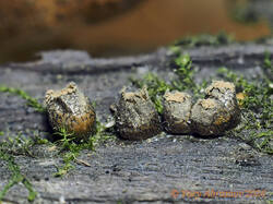 Lycogala_sphaeroconicum_AYV_20260912.jpg